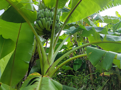 香蕉种植基地